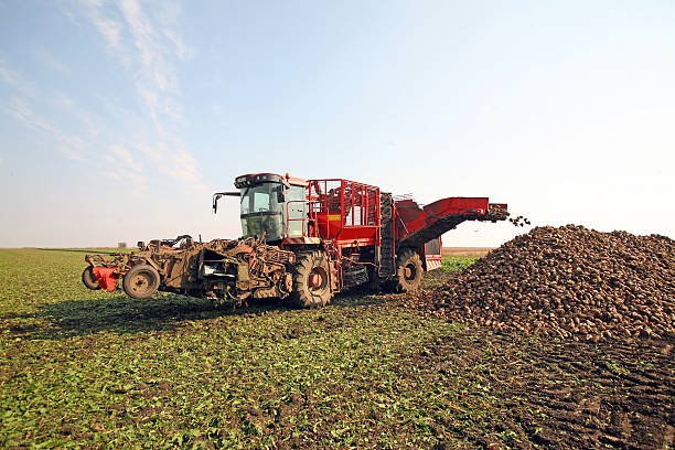 barbabietola da zucchero - beet sugar tractor field foto e immagini stock