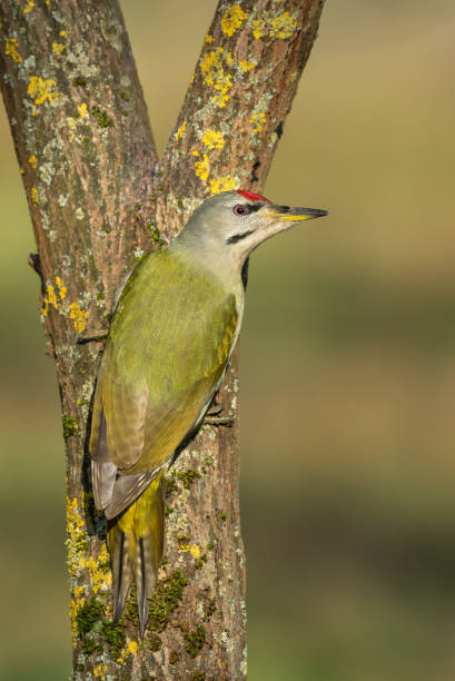 istock Male gray-headed woodpecker 1195893456