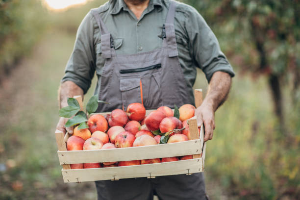 istock Male picker with ripe apples in orchard 1195894414