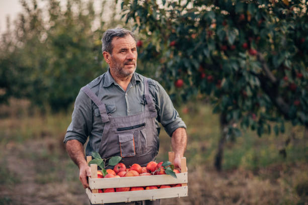 istock Male picker with ripe apples in orchard 1195894521