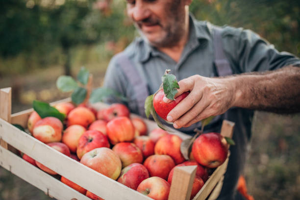 istock Male picker with ripe apples in orchard 1195894577
