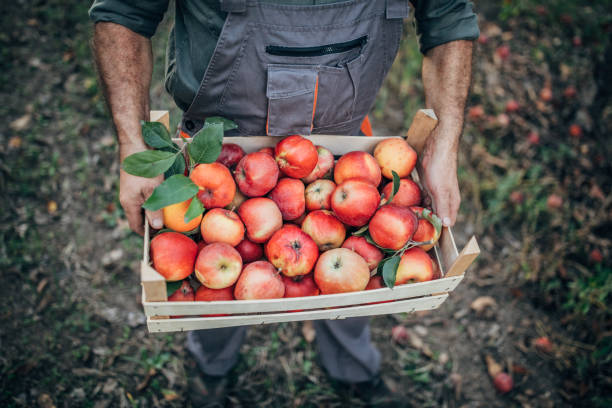 istock Male picker with ripe apples in orchard 1195894579