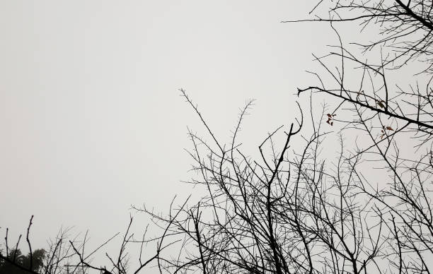 Forest trees. nature black and white wood  backgrounds