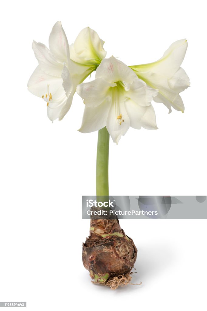 Gran Bulbo De Amaryllis Con Flores Blancas Foto de stock y más banco de  imágenes de Amarilis - Amarilis, Bulbo, Recortable - iStock
