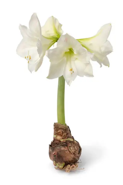 Large amaryllis bulb with four white flowers isolated on white background