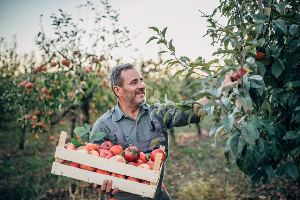 istock Male picker with ripe apples in orchard 1195894697