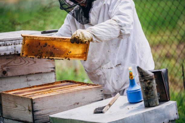 istock A beekeeper takes honey from bees 1195895587