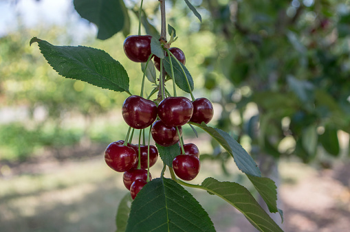 Prunus cerasus ripened group of sour cherries, dark red fruits on the branches before soon harvest, green leaves