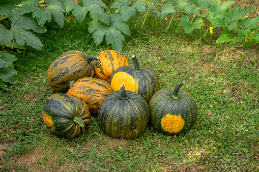 Cucurbita pepo oleifera in the grass, group of vegetables, colorful fruits