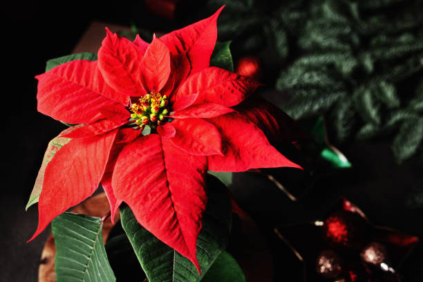 istock Poinsettia Christmas plant 1195897152