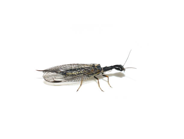 istock The snakefly Phaeostigma notata female isolated on white background 1195899623