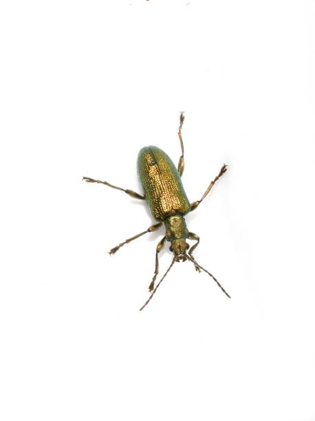 istock Donacia sp shiny aquatic leaf beetle isolated on white background 1195899736