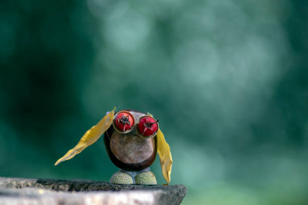 Chestnut animal on wooden stump, owl made of chestnut, acorn, yellow leaves and red hawthorn fruits, funny bird Chestnut animal on wooden stump, owl made of chestnut, acorn, yellow leaves and red hawthorn fruits, crazy funny bird on green background chestnut isolated single object autumn stock pictures, royalty-free photos & images