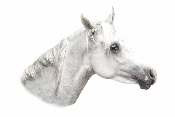 istock Arabian white horse portrait isolated 1195907949