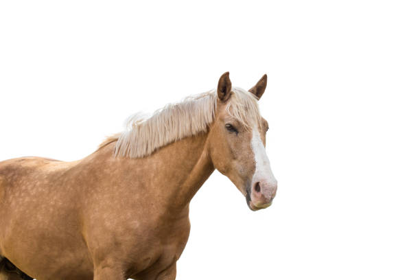istock Beautiful brown horse with pale mane isolated on white background 1195908081