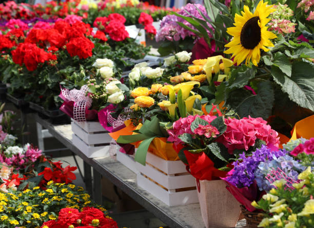 istock many colorful flowers on display in a nursery 1195908702