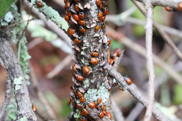 istock Lady bugs wintering state park in California 1195909701