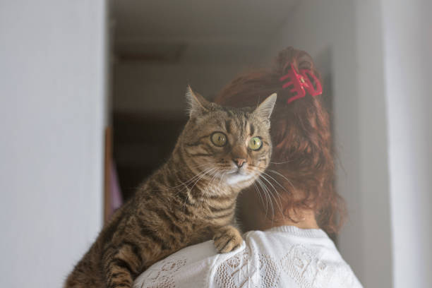 istock happy beautiful eyed cat in the owner's lap 1195909809