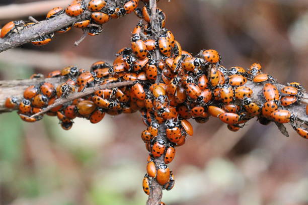 istock Lady bugs wintering state park in California 1195909866