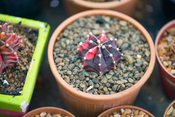 istock Gymnocalycium cactus in flower pot 1195911382