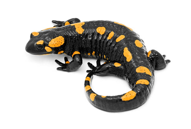 salamander stock photo