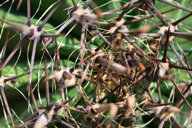 istock Closed up thorn of Melocactus 1195912053
