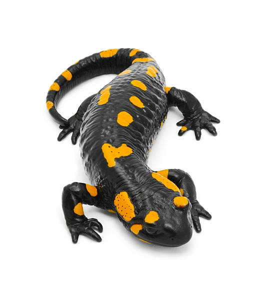 istock Black and yellow salamander isolated on white 119591208