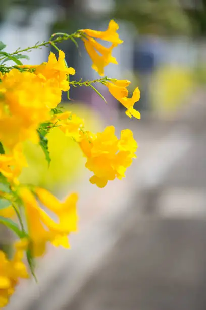 Yellow elder,Trumpetbush, Trumpetflower, Yellow trumpet-flower, Yellow trumpetbush or Tecoma stans