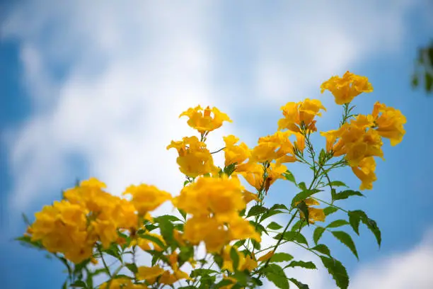 Yellow elder,Trumpetbush, Trumpetflower, Yellow trumpet-flower, Yellow trumpetbush or Tecoma stans