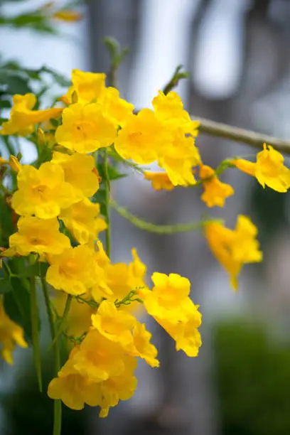 Yellow elder,Trumpetbush, Trumpetflower, Yellow trumpet-flower, Yellow trumpetbush or Tecoma stans