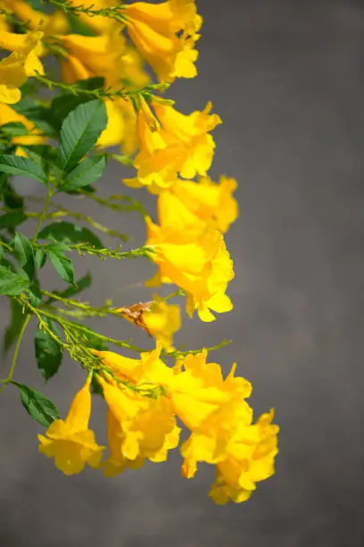 Yellow elder,Trumpetbush, Trumpetflower, Yellow trumpet-flower, Yellow trumpetbush or Tecoma stans