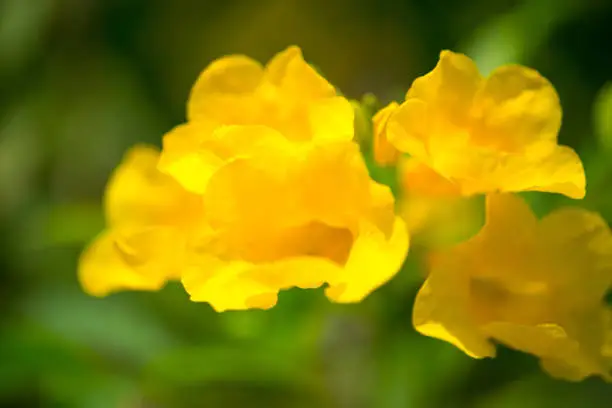 Yellow elder,Trumpetbush, Trumpetflower, Yellow trumpet-flower, Yellow trumpetbush or Tecoma stans