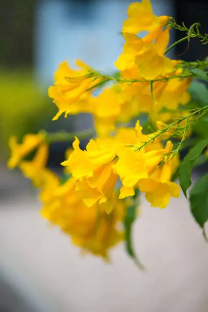 Yellow elder,Trumpetbush, Trumpetflower, Yellow trumpet-flower, Yellow trumpetbush or Tecoma stans