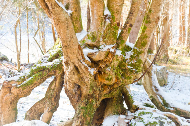 Strangely grown root network of a birch tree slightly covered with rime, autumn sun in background.