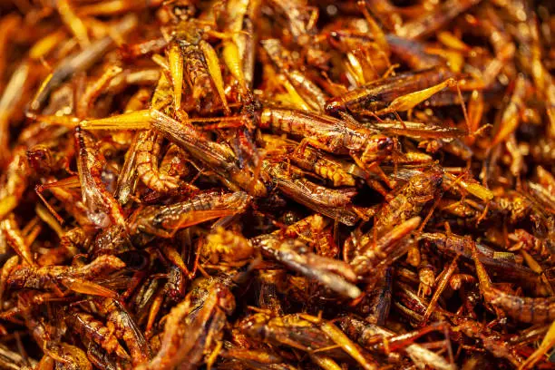 Photo of exotic asian food, fried grasshoppers, Fried grasshoppers is a popular street food