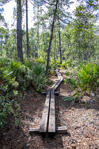 Hiking the Beautiful Trails of Florida State Parks