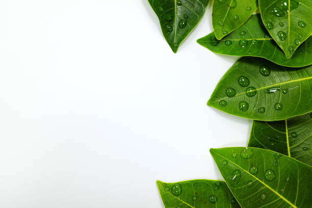 istock Tropical rainforest leaves with water drops background and white copy space 1195913478