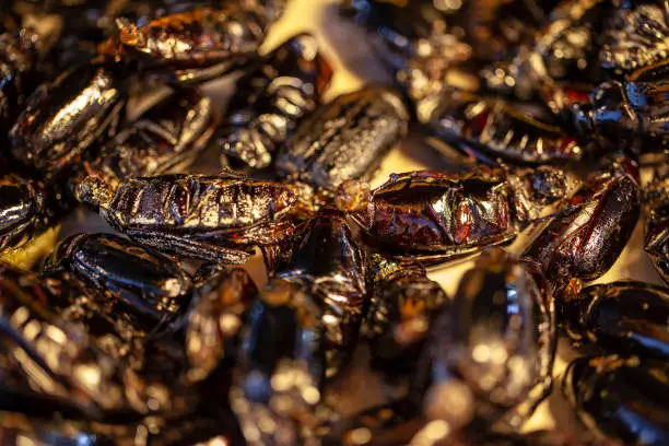 Photo of exotic asian food, fried grasshoppers, Fried grasshoppers is a popular street food