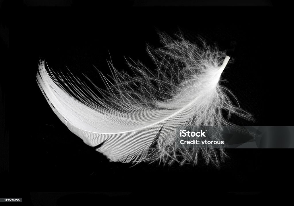 Feather  Barb - Feather Part Stock Photo