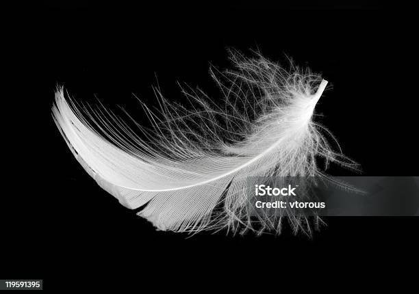 Feather Stock Photo - Download Image Now - Barb - Feather Part, Bird, Black Color