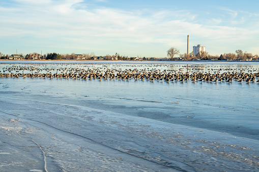 Canada Goose migration at partially frozen Windsor Lake in northern Colorado