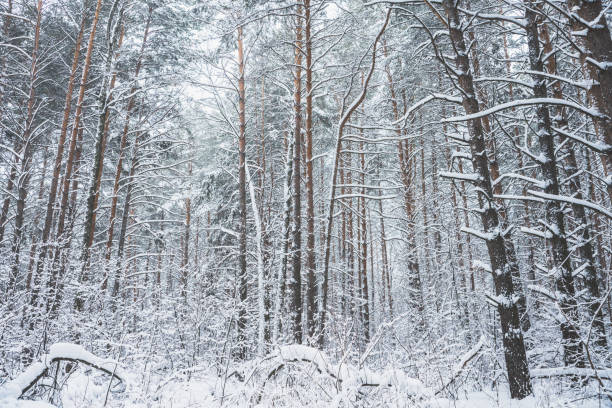 istock Beautiful winter in pine forest. Winter lanscape with heavy snowfall. 1195914551