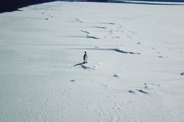 einsamer pinguin auf schneeeisfläche der antarktis. - antarctica penguin ice emperor stock-fotos und bilder