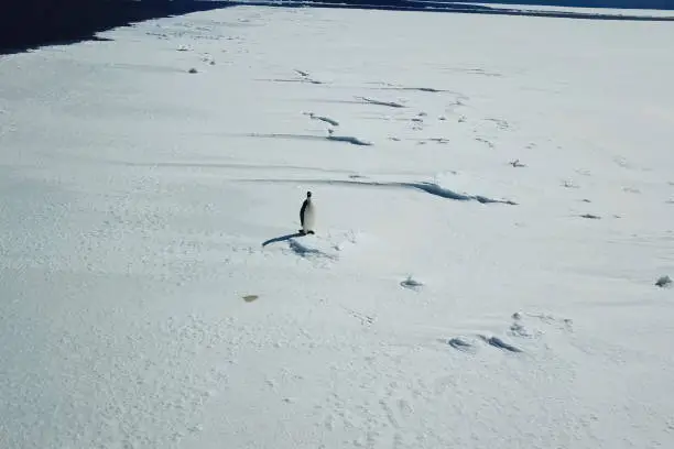 Lonely penguin on the snow ice space of Antarctica.
