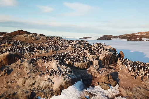 Colonies of penguins in Antarctica on the adjacent rocks.