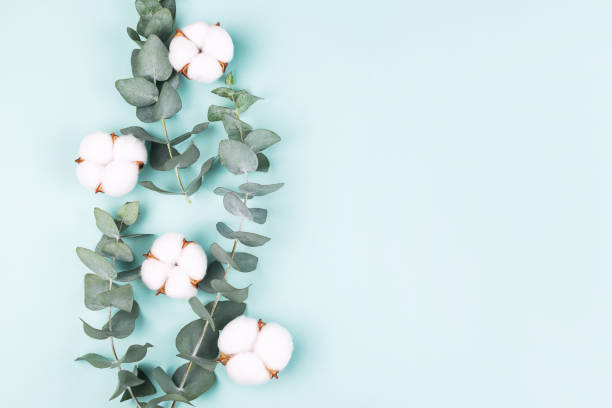 istock Creative frame made with fresh eucalyptus brances and cotton flower heads. 1195915628