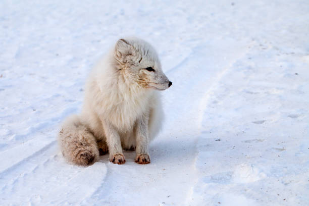 dzikiej przyrody, północny biały lis w naturalnym środowisku, lis arktyczny w śniegu, walka zwierząt o pożywienie - snow white animal arctic fox zdjęcia i obrazy z banku zdjęć