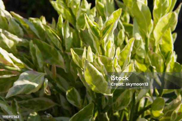 Pedilanthus Tithymaloides Variegatus Or Devils Backbone Green Plant Stock Photo - Download Image Now