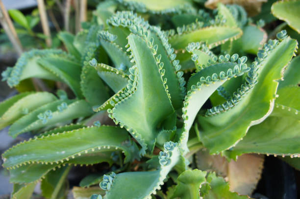 Kalanchoe daigremontiana or  devil's backbone green succulent plant stock photo