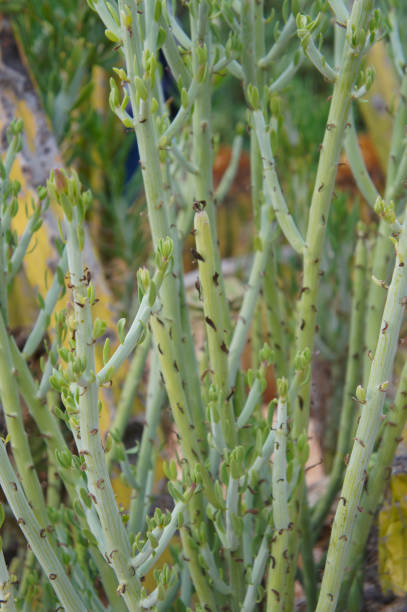 euphorbia antisyphilitica o candelilla pianta verde verticale - euphorbiaceae foto e immagini stock